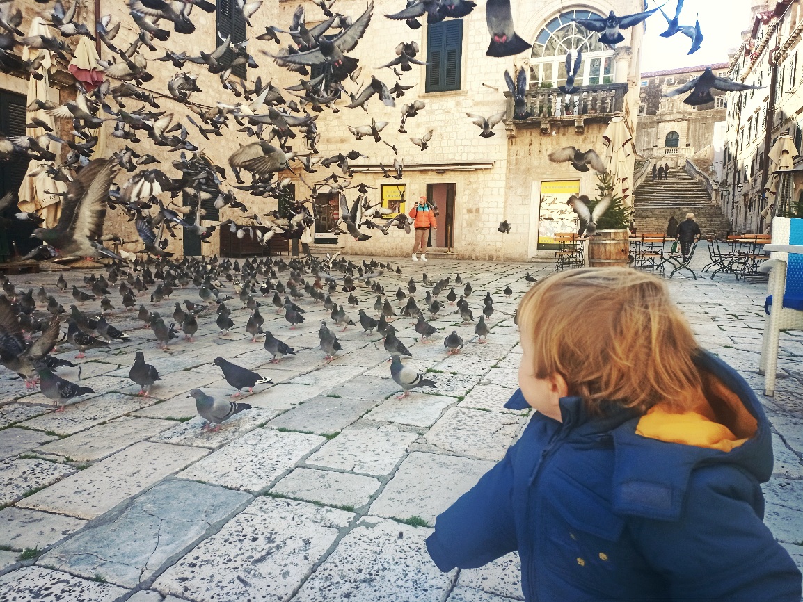Pigeon feeding time is an interesting activity in Dubrovnik for toddlers